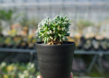 トリコディアデマ　デンサム　Trichodiadema densum