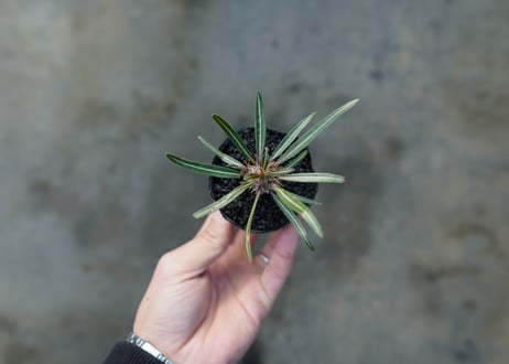 パキポディウム　グラキリス　 Pachypodium Gracilius  No.4