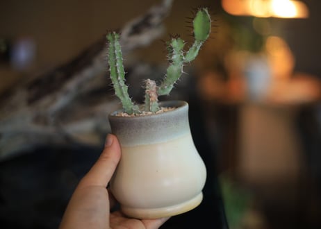 ユーフォルビア　SP　Euphorbia sp