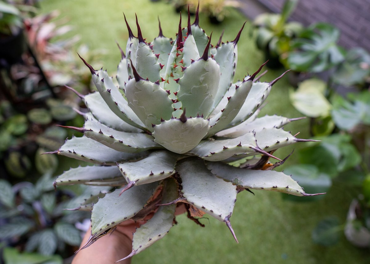 Agave macroacantha x Potatorum 中 NO.3 (G) | man