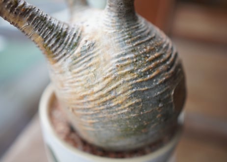 パキポディウム　グラキリス　 Pachypodium Gracilius