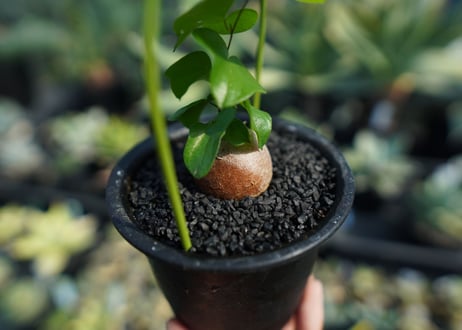 亀甲竜　Dioscorea elephantipes No.8