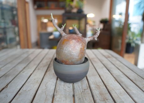 パキポディウム　グラキリス　 Pachypodium Gracilius