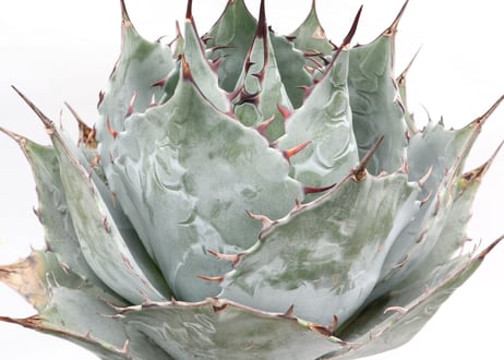 Agave parrasana Globe  no.2