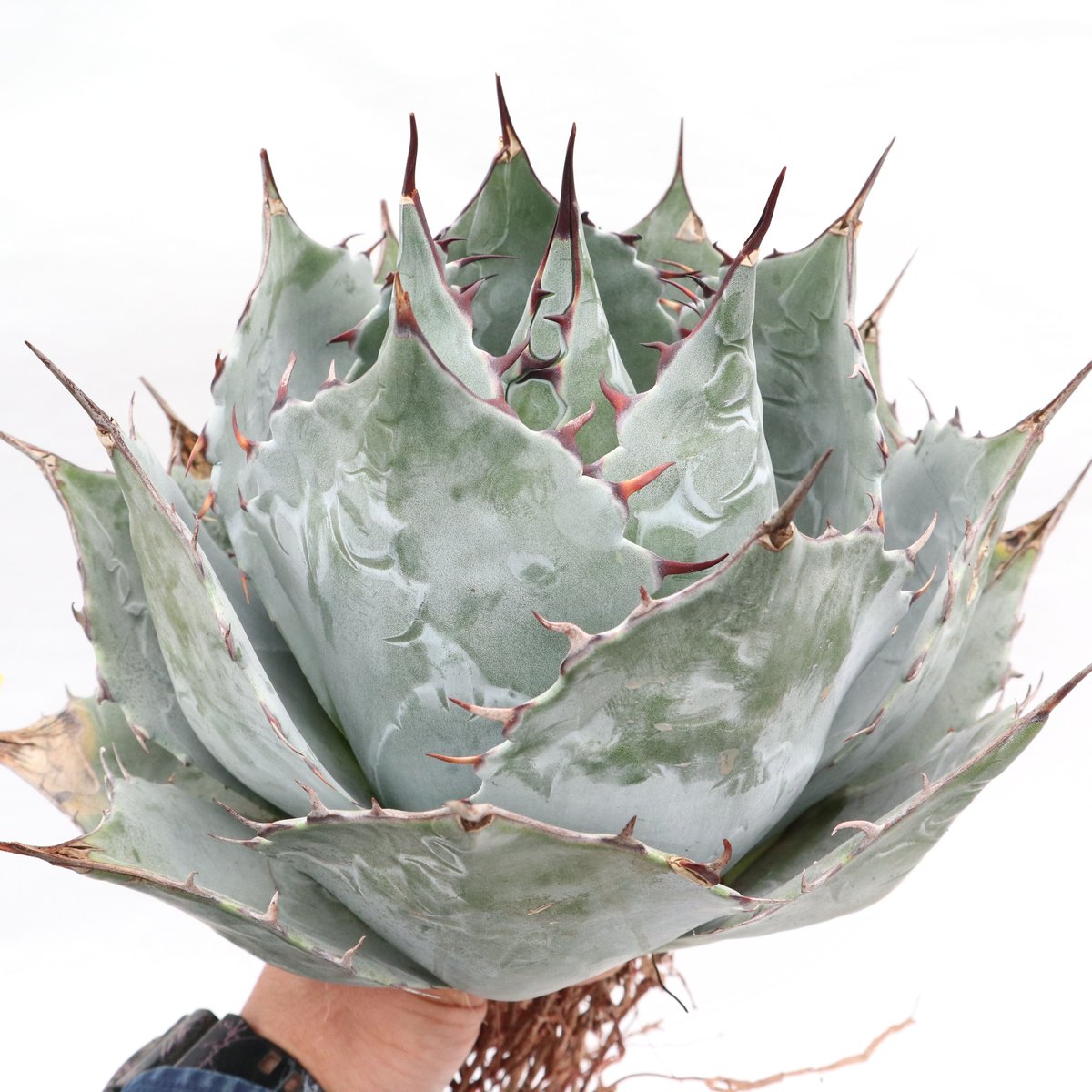 Agave parrasana Globe no.2 | mana's farm:塊根植物・