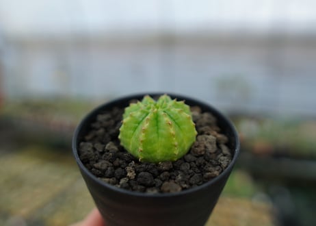 ユーフォルビア　オベサ　Euphorbia obesa  No.2