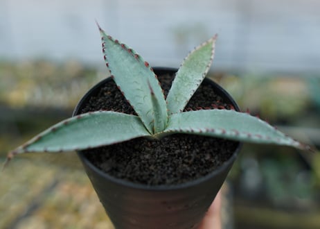 アガベ　屈原の舞扇 Agave 'Kutsugen no Maiougi'