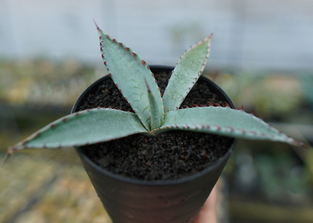 観葉植物 アガベ 屈原の舞扇 アガベ 屈原の舞扇 Agave 'Kutsugen no Maiougi' | mana's