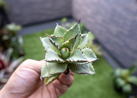 Agave titanota Flligree NO.1