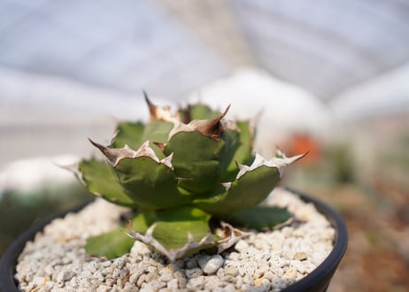 agave titanota 　dwarf　No.2