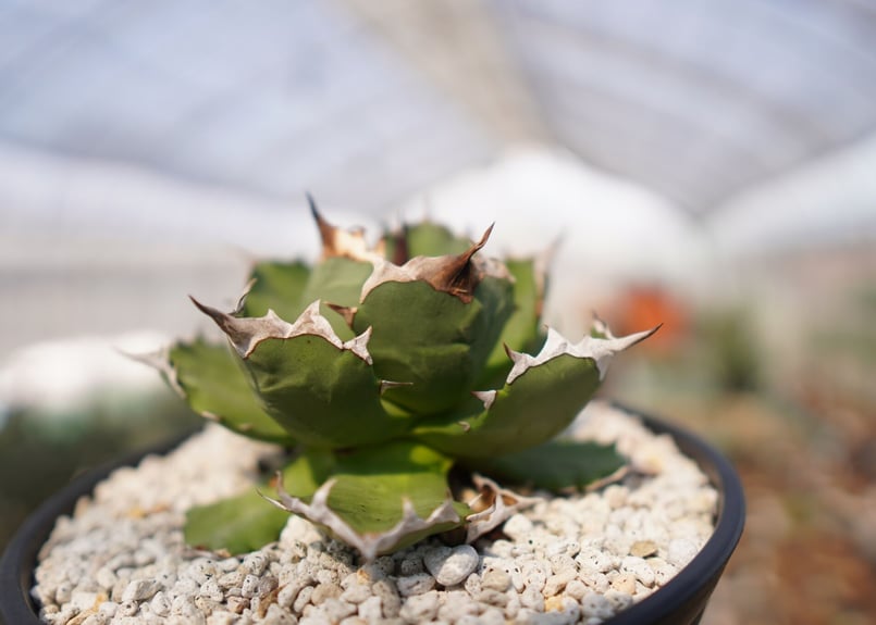 agave titanota dwarf No.2 | mana's farm:塊根植物・ア