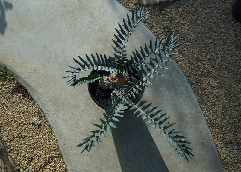 6Encephalartos horridusエンセファラルトスホリダス種子1粒 エンセファラルトス ホリダス 種子1個 Encephalartos - メルカリ