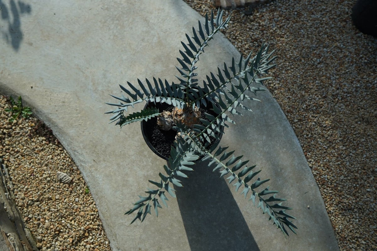 エンセファラルトス ホリダス Encephalartos horridus | mana's エンセファラルトス ホリダス Encephalartos horridus | mana's