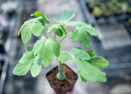 アデニア グラウカ  Adenia glauca　NO.4