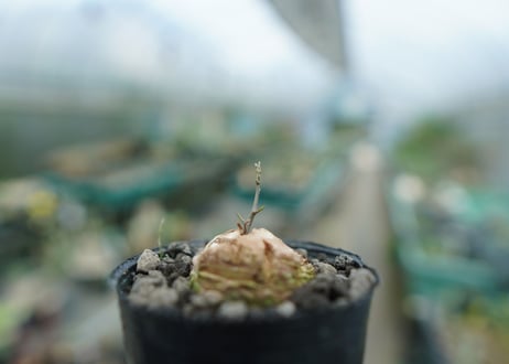 亀甲竜　Dioscorea elephantipes　No.1