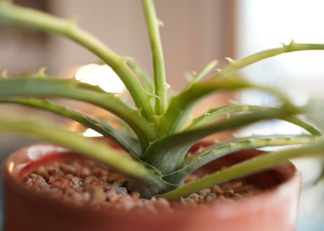 ディッキア　アンダマン　Dyckia 'Samed Rtp'(Andaman)