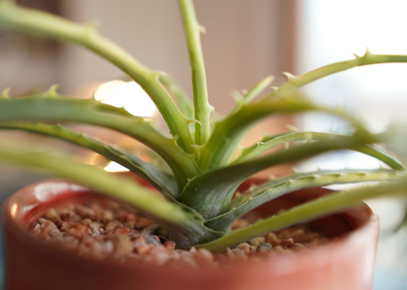 ディッキア アンダマン Dyckia 'Samed Rtp'(Andaman) | mana'