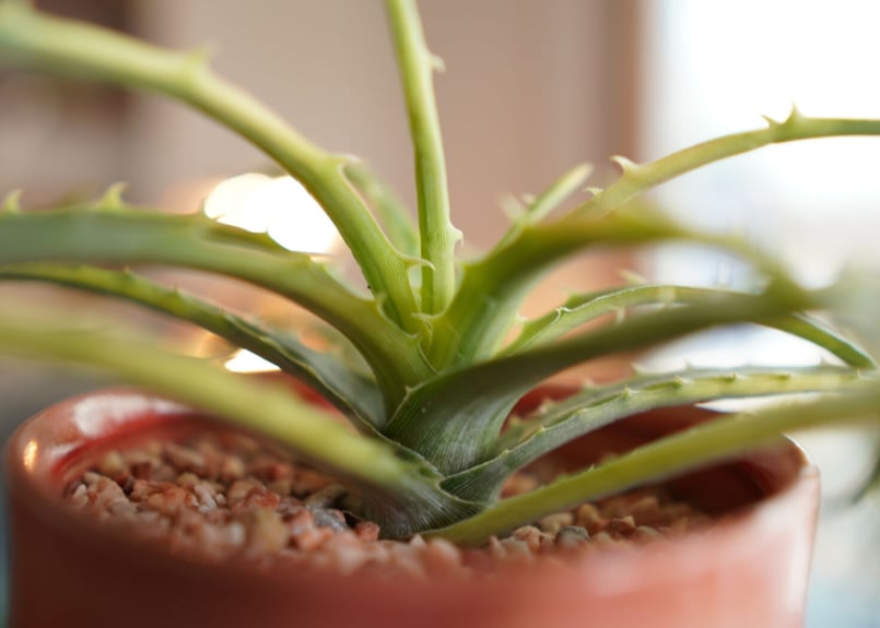 ディッキア アンダマン Dyckia 'Samed Rtp'(Andaman) | mana'...