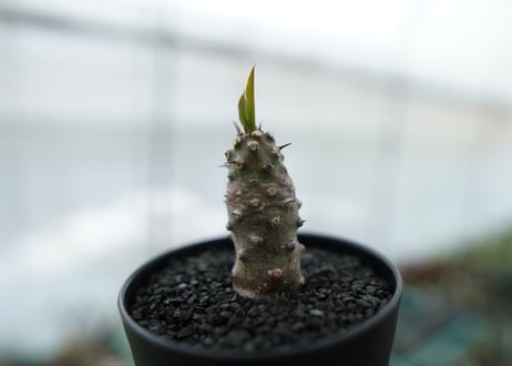 ユーフォルビア　パキポディオイデス  Euphorbia pachypodioides