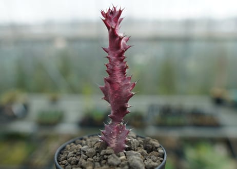 ユーフォルビア　紅彩雲閣　Euphorbia trigona f. rubra　No.2