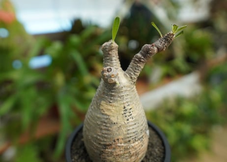 【発根管理中】パキポディウム　グラキリス　 Pachypodium Gracilius  No.5