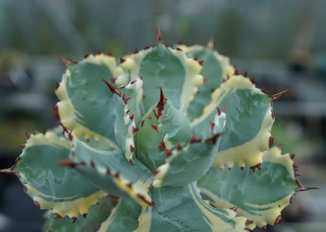 アガベ　兜蟹錦　連棘　Agave isthmensis “Kabutogani” variegata