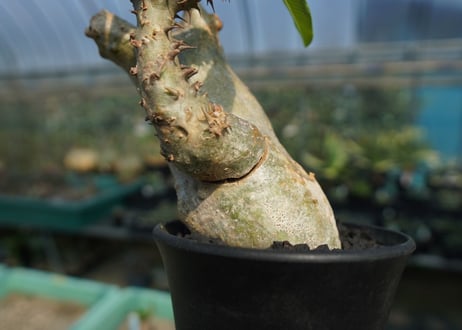 パキポディウム マカイエンセ　Pachypodium makayense　No.6