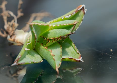 アガベ フィリグリー カキコ株