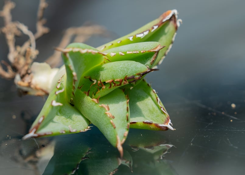 アガベ フィリグリー　極上コレクション株 アガベ フィリグリー カキコ株 | mana's farm:塊根植物・アガベ
