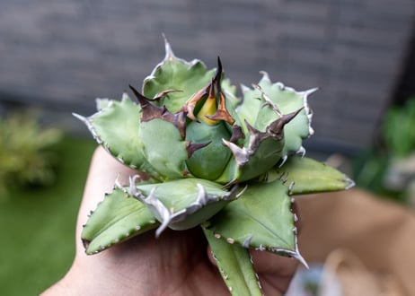 Agave titanota dwarf 姫厳龍NO.6