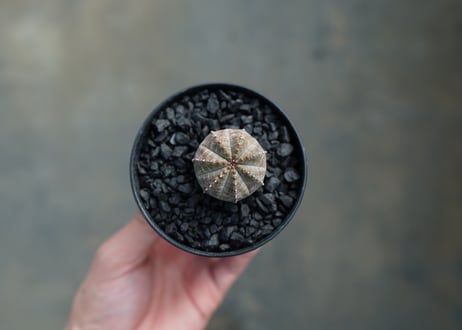 ユーフォルビア　オベサブロー　Euphorbia ObesaBlow