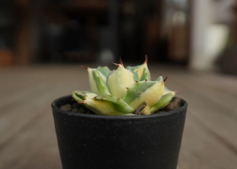アガベ　王妃雷神錦　黄中斑　Agave　“Ohi Raijin Nishiki Kinakahu”