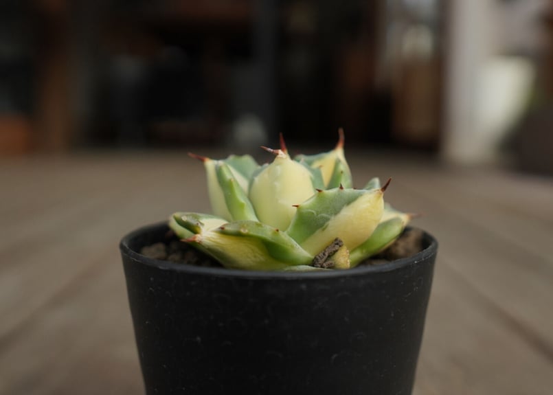 アガベ 王妃雷神錦 黄中斑 Agave “Ohi Raijin Nishiki Kinakah