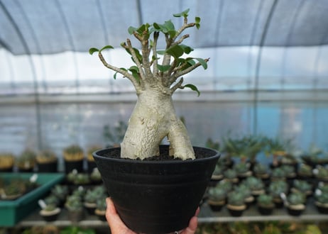 アデニウム　Adenium　No.6