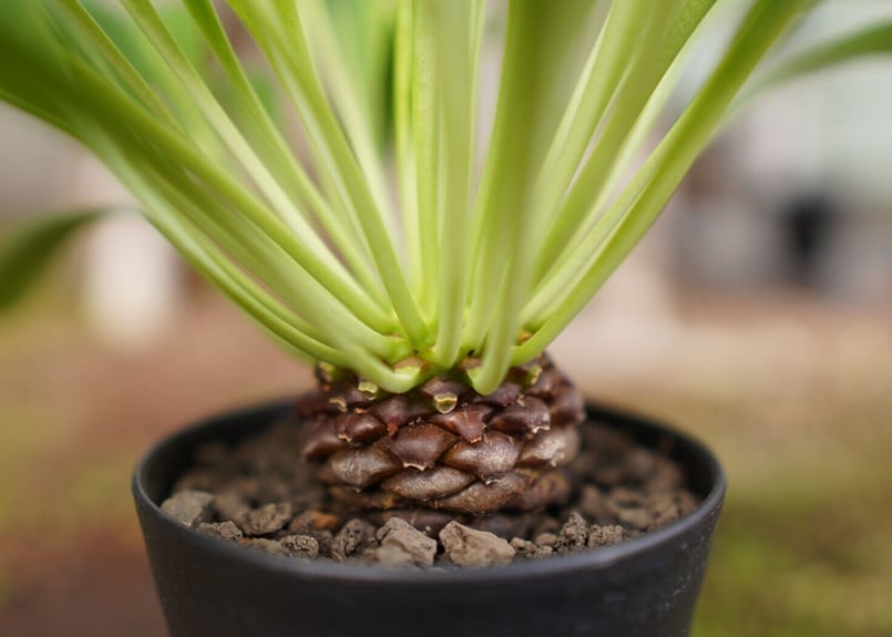 ふうちゃん【鉢のまま発送】鉄甲丸 美株 鉄甲丸 Euphorbia bupleurifolia | mana's farm:塊根植物・