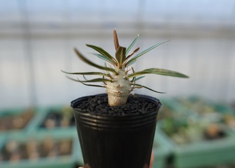 パキポディウム　グラキリス　 Pachypodium Gracilius  No.2