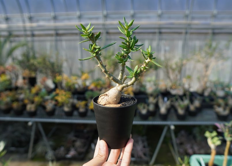 パキポディウム ビスピノーサム Pachypodium bispinosum No.2 | m