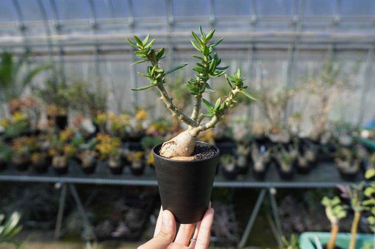 パキポディウム ビスピノーサム Pachypodium bispinosum No.2 | m