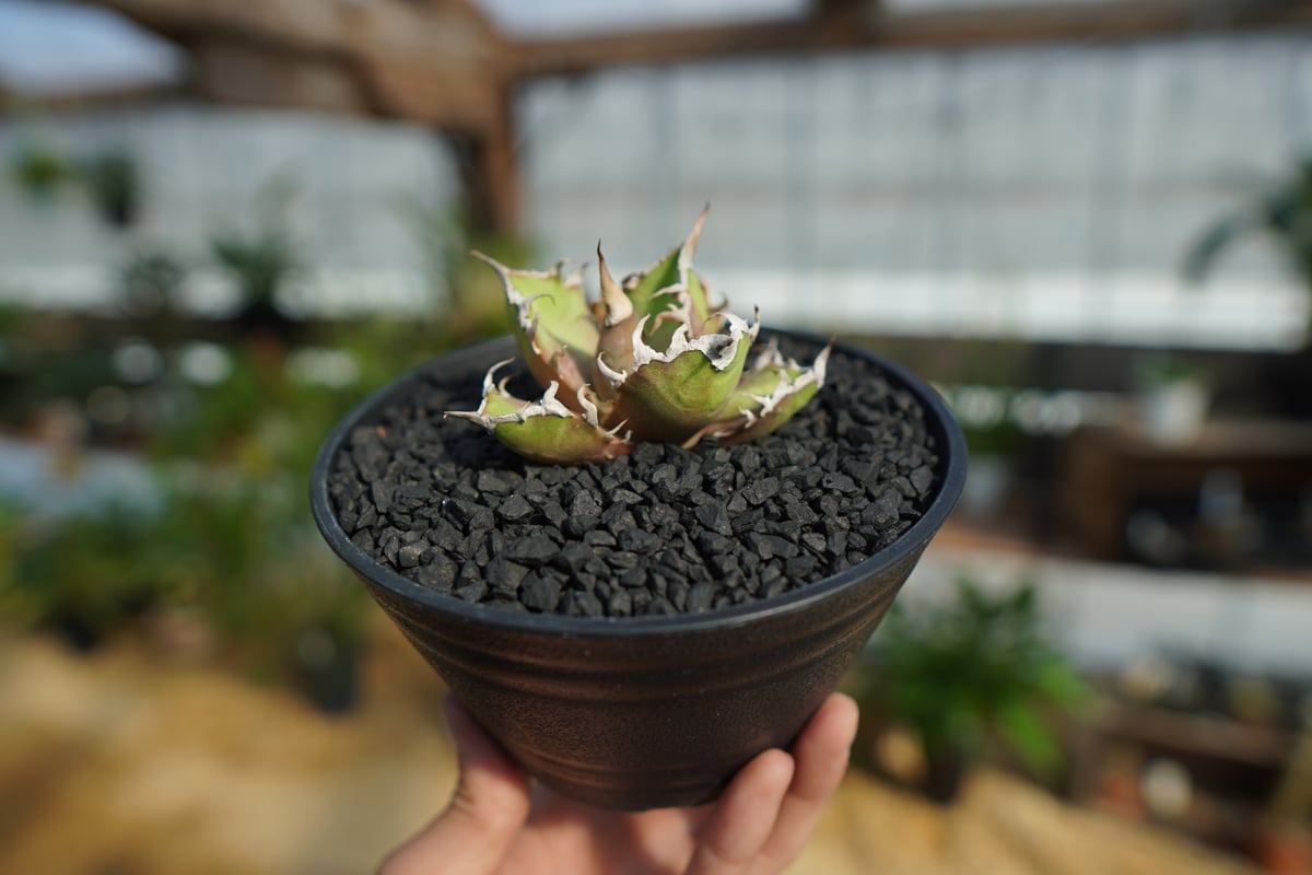 多肉植物 アガベ チタノタ シーザー 小株 5株➕ カニ 小株 5株 発