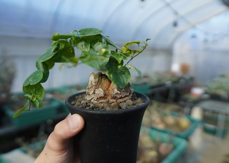 亀甲竜　Dioscorea elephantipes　C2
