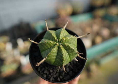 ユーフォルビア　スーパーバリダ　Euphorbia super valida