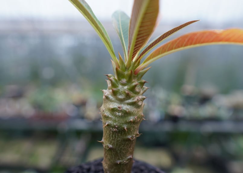 パキポディウム バロニー Pachypodium baronii No.1 | mana's