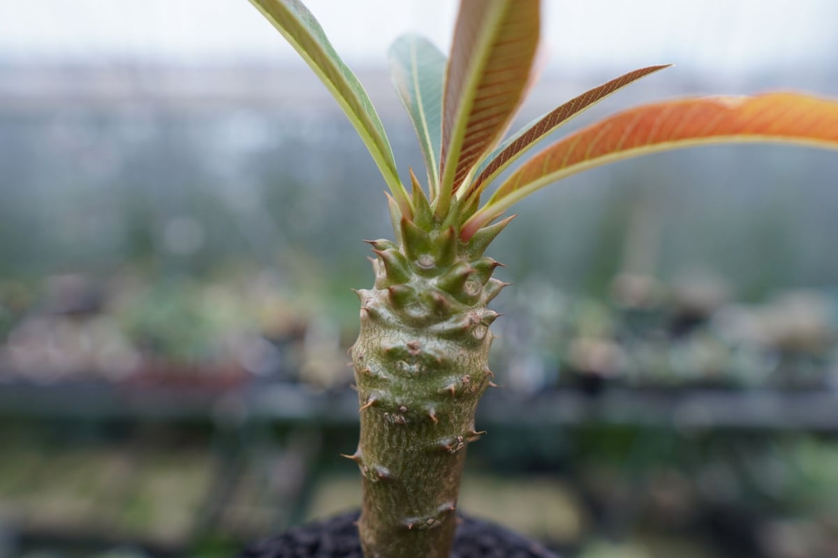 パキポディウム バロニー Pachypodium baronii パキポディウム バロニー Pachypodium baronii | mana's farm: