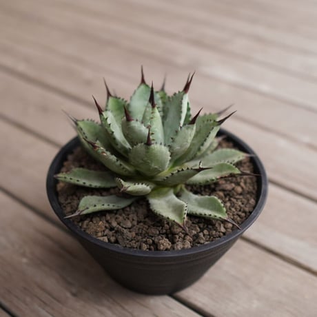 マクロアカンサ×ポタトラム | STORES