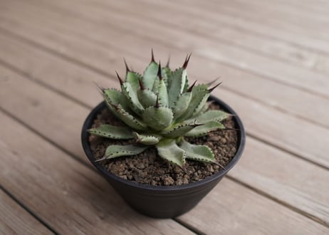 CATEGORY 特選株 | mana's green:塊根植物販売|マナズグリーン CATEGORY 特選株 | mana's green:塊根植物販売|マナズグリーン