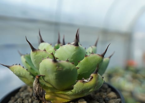 アガベ　マクロアカンサ×ポタトラム　 Agave macroacantha×potatorum　No.2