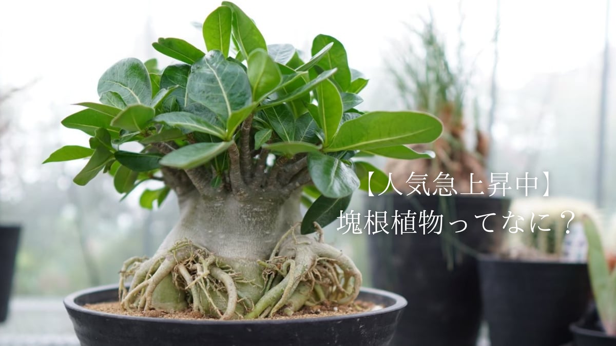 人気急上昇中】塊根植物ってなに？ | mana's farm:塊根植物・アガベ
