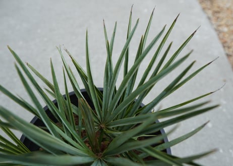 チャメロプス　セリフェラ 　Chamaerops humilis var. Cerifera  No.3