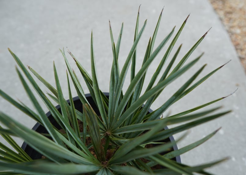 チャメロプス セリフェラ Chamaerops humilis var. Cerifera