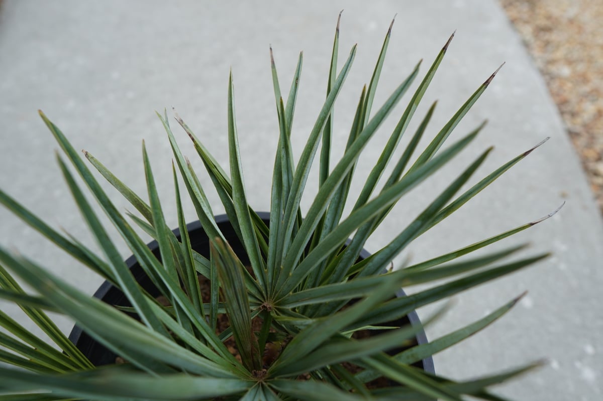チャメロプス セリフェラ Chamaerops humilis var. Cerifera